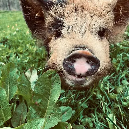 Κατάλυμα σε φάρμα Obergersbach